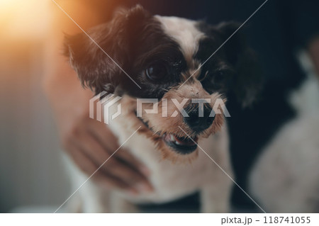 At a modern veterinary clinic, a Panshi Tzu puppy sits on an examination table. Meanwhile, a female veterinarian assesses the health  118741055