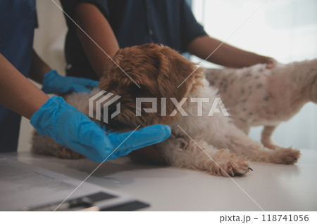 At a modern veterinary clinic, a Panshi Tzu puppy sits on an examination table. Meanwhile, a female veterinarian assesses the health At a modern veterinary clinic, a Panshi Tzu puppy sits on an examination table. Meanwhile, a female veterinarian assesses the health 118741056