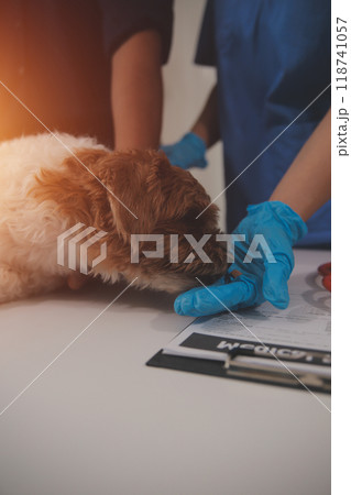At a modern veterinary clinic, a Panshi Tzu puppy sits on an examination table. Meanwhile, a female veterinarian assesses the health  118741057