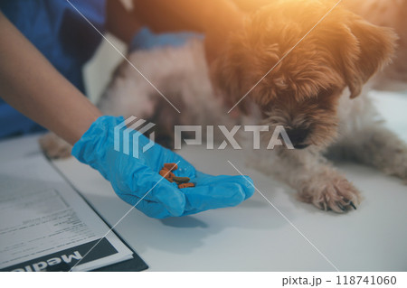 At a modern veterinary clinic, a Panshi Tzu puppy sits on an examination table. Meanwhile, a female veterinarian assesses the health  118741060
