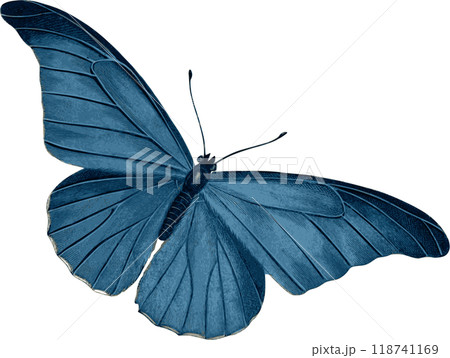 butterfly 118741169