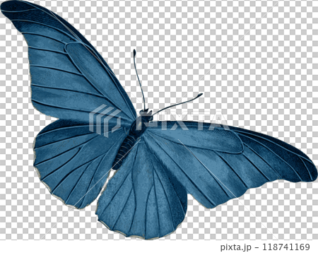 butterfly 118741169