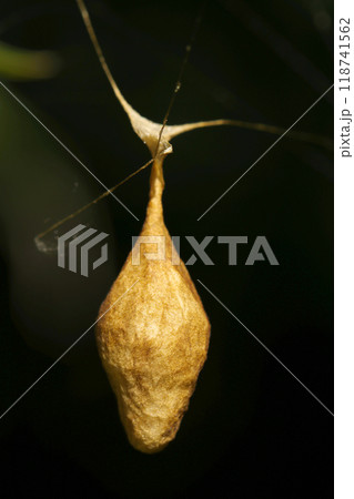 雑木林の暗部にオオトリノフンダマシの卵のうがぶら下がる(自然光+ストロボ、マクロ接写撮影) 雑木林の暗部にオオトリノフンダマシの卵のうがぶら下がる(自然光+ストロボ、マクロ接写撮影) 118741562