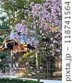 春の日差しに映える満開の桜 118741564