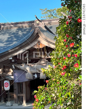 赤い牡丹と春の日差しの中の神社 赤い牡丹と春の日差しの中の神社 118741565