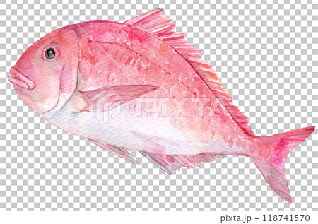 水彩イラスト　手描きの真鯛 118741570