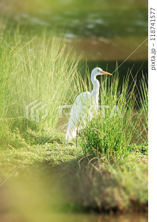 Plumed Egret also called Ardea plumifera Plumed Egret also called Ardea plumifera 118741577