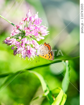 秋の花壇の景色　蜜を吸いに来たツマグロヒョウモン蝶 118741693