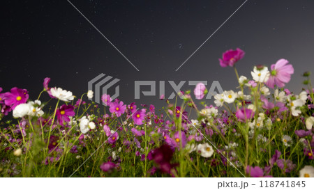星空に浮かぶコスモス 118741845