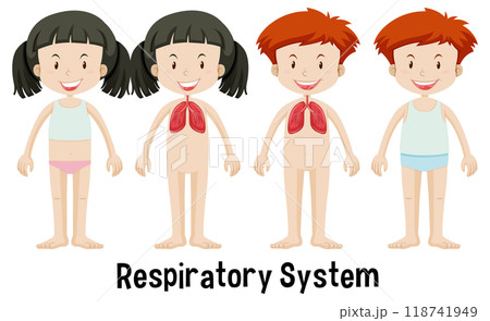 Children's Respiratory System Illustration 118741949