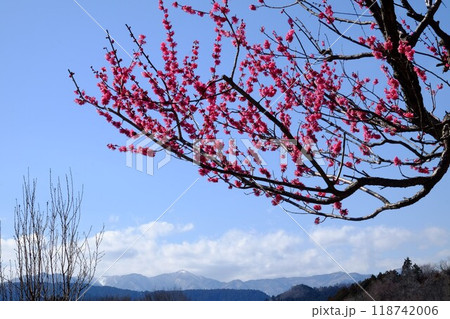八重紅梅と北丹沢山系の山々 【相模原市津久井 2月】 八重紅梅と北丹沢山系の山々 【相模原市津久井 2月】 118742006