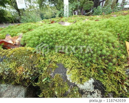 苔寺 苔寺 118742039