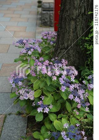 京都寺町の道端の紫陽花 118742176