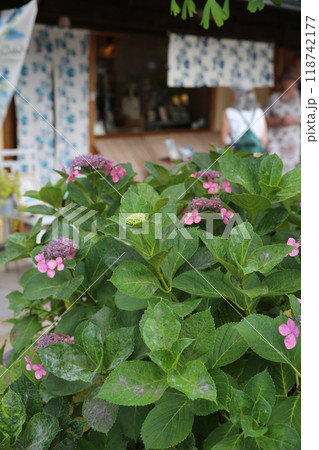 京都寺町の道端の紫陽花 118742177