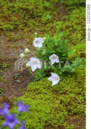 桔梗の花咲く庭 桔梗の花咲く庭 118742388