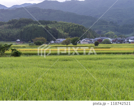 朝露に濡れた明日香村の田園風景 118742521