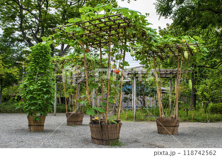 都立庭園 向島百花園 初秋 つる物棚(ヒョウタン、ヘチマ、ヘビウリ) 国指定名勝 都立庭園 向島百花園 初秋 つる物棚(ヒョウタン、ヘチマ、ヘビウリ) 国指定名勝 118742562