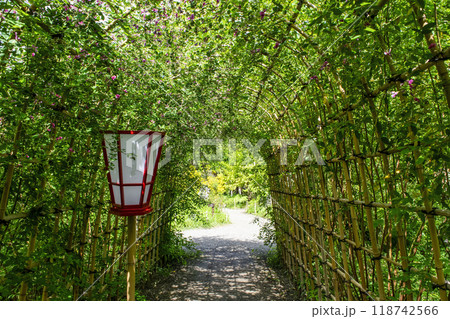 都立庭園 向島百花園 初秋 萩のトンネル 国指定名勝 都立庭園 向島百花園 初秋 萩のトンネル 国指定名勝 118742566