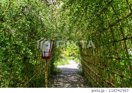 都立庭園 向島百花園 初秋 萩のトンネル 国指定名勝 都立庭園 向島百花園 初秋 萩のトンネル 国指定名勝 118742567
