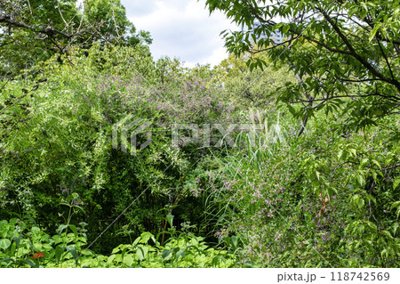 都立庭園　向島百花園　初秋　萩のトンネル　国指定名勝 118742569