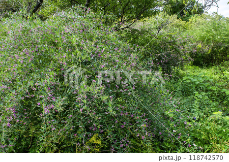 都立庭園 向島百花園 初秋 萩のトンネル 国指定名勝 都立庭園 向島百花園 初秋 萩のトンネル 国指定名勝 118742570