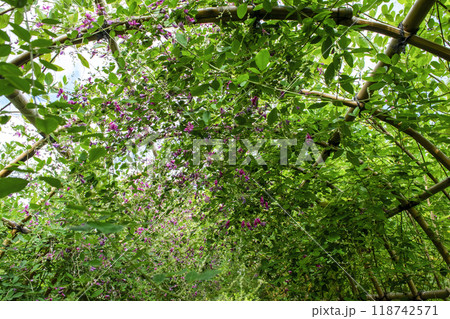 都立庭園 向島百花園 初秋 萩のトンネル 国指定名勝 都立庭園 向島百花園 初秋 萩のトンネル 国指定名勝 118742571