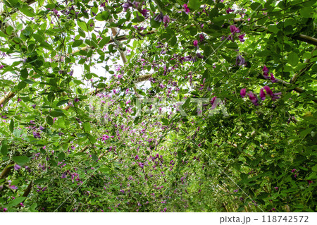 都立庭園　向島百花園　初秋　萩のトンネル　国指定名勝 118742572