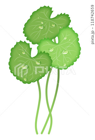 水滴のついたツボクサのベクターイラスト 118742659