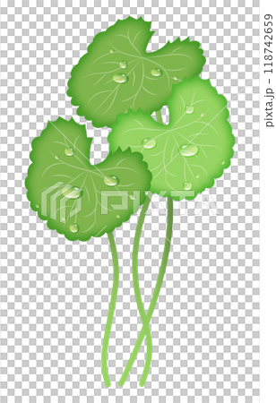 水滴のついたツボクサのベクターイラスト 118742659