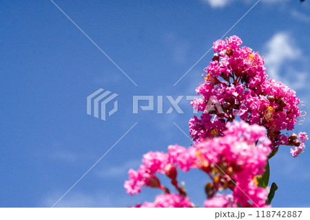 青空に開くサルスベリの花 118742887