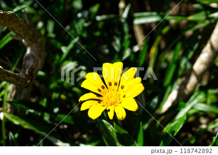 鮮やかな黄色のガザニアの花 鮮やかな黄色のガザニアの花 118742892