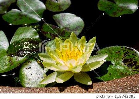 夏から秋に咲く睡蓮の花 夏から秋に咲く睡蓮の花 118742893