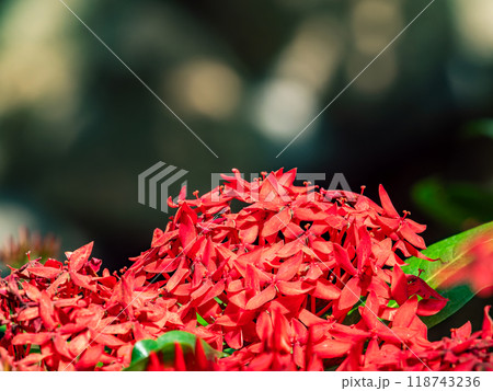 真っ赤に咲いたサンタンカの花　熱帯植物 118743236