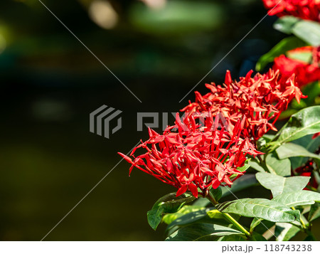 真っ赤に咲いたサンタンカの花　熱帯植物 118743238