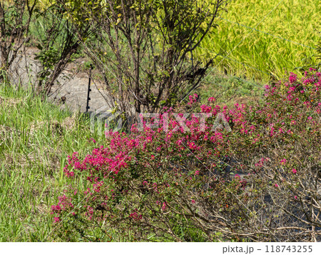 棚田に咲いた百日紅の花 棚田に咲いた百日紅の花 118743255