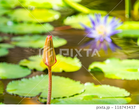 カラフルで美しい熱帯スイレンの花 118743437