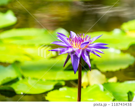 カラフルで美しい熱帯スイレンの花 118743438