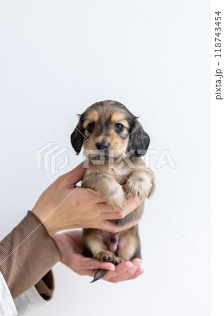 カニンヘンダックスの仔犬 カニンヘンダックスの仔犬 118743454
