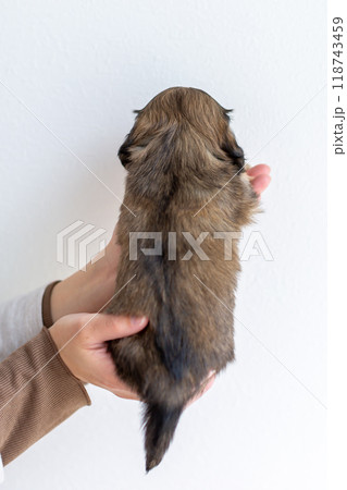 カニンヘンダックスの仔犬 カニンヘンダックスの仔犬 118743459