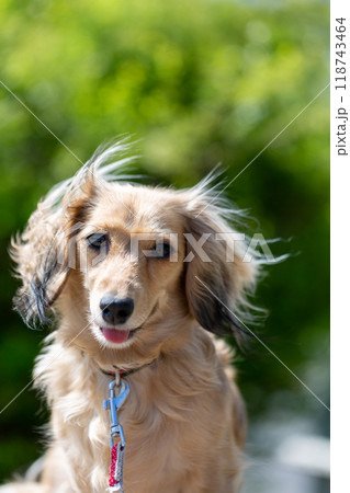 公園で散歩するダックスフンド 公園で散歩するダックスフンド 118743464