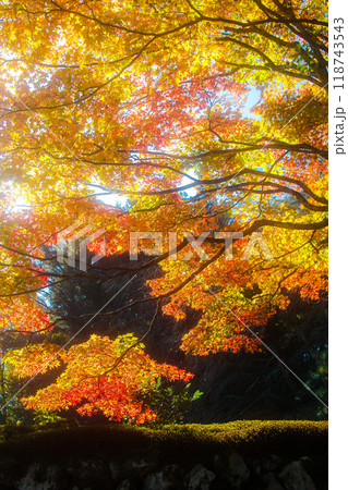 信州駒ヶ根高原 光前寺の紅葉 118743543