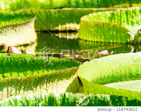 緑鮮やかな水面に浮かぶオオオニバスとトンボ 緑鮮やかな水面に浮かぶオオオニバスとトンボ 118743622