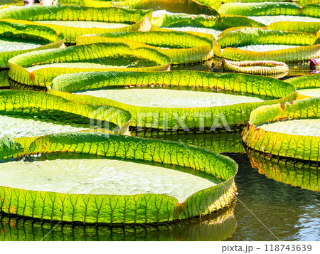 緑鮮やかな水面に浮かぶオオオニバス 118743639