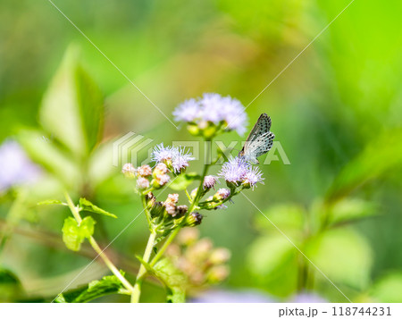 晩夏の花壇のアゲラタムに蜜を吸いに来たかわいいシジミチョウ 118744231