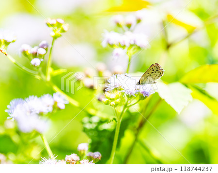 晩夏の花壇のアゲラタムに蜜を吸いに来たかわいいシジミチョウ 118744237
