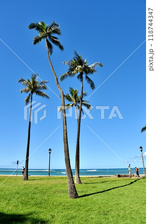 ヤシの木のある風景 118744347