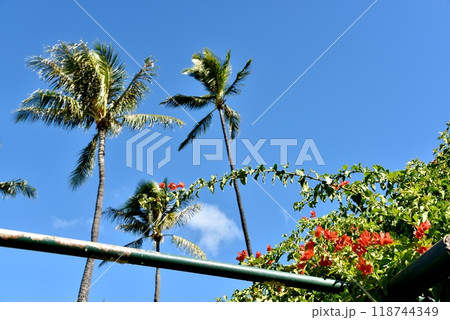 ハワイの休日 118744349