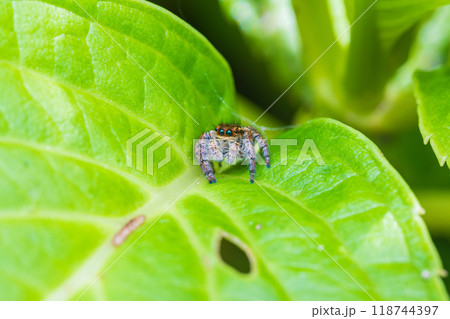 葉の上でじっと獲物を待つハエトリグモ 葉の上でじっと獲物を待つハエトリグモ 118744397