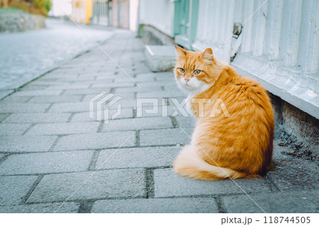 街角に座る茶トラ猫 街角に座る茶トラ猫 118744505