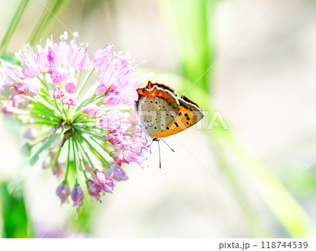 秋の花壇の景色 蜜を吸いに来たツマグロヒョウモン蝶 秋の花壇の景色 蜜を吸いに来たツマグロヒョウモン蝶 118744539